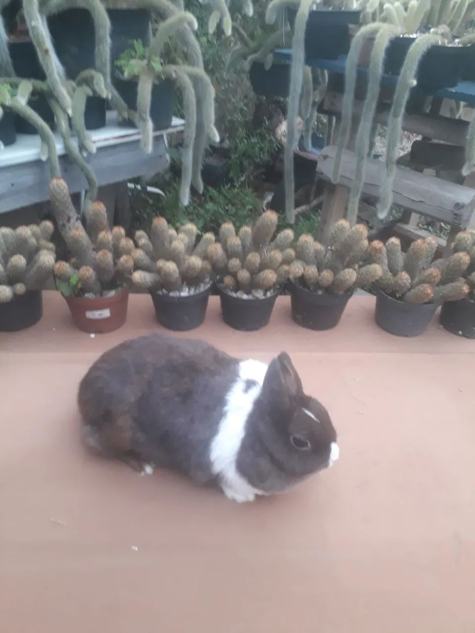 coelho anão netherland dwarf  - Foto 6
