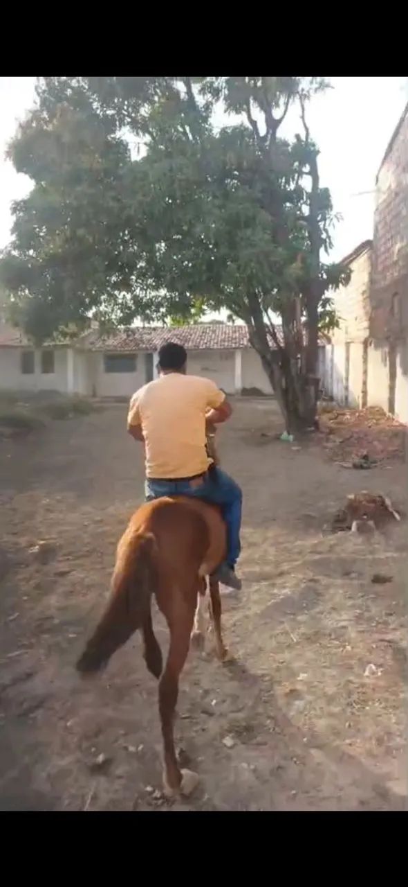 Cavalo manga larga - Foto 3