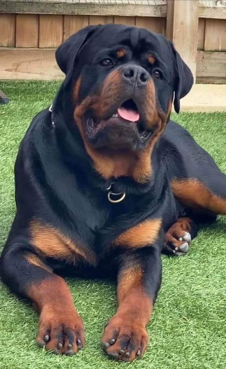 Robustos e lindos filhotes de rottweiler alemão 
