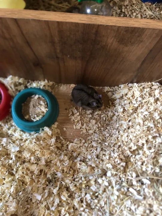 Doa-se hamster anao russo  - Foto 3