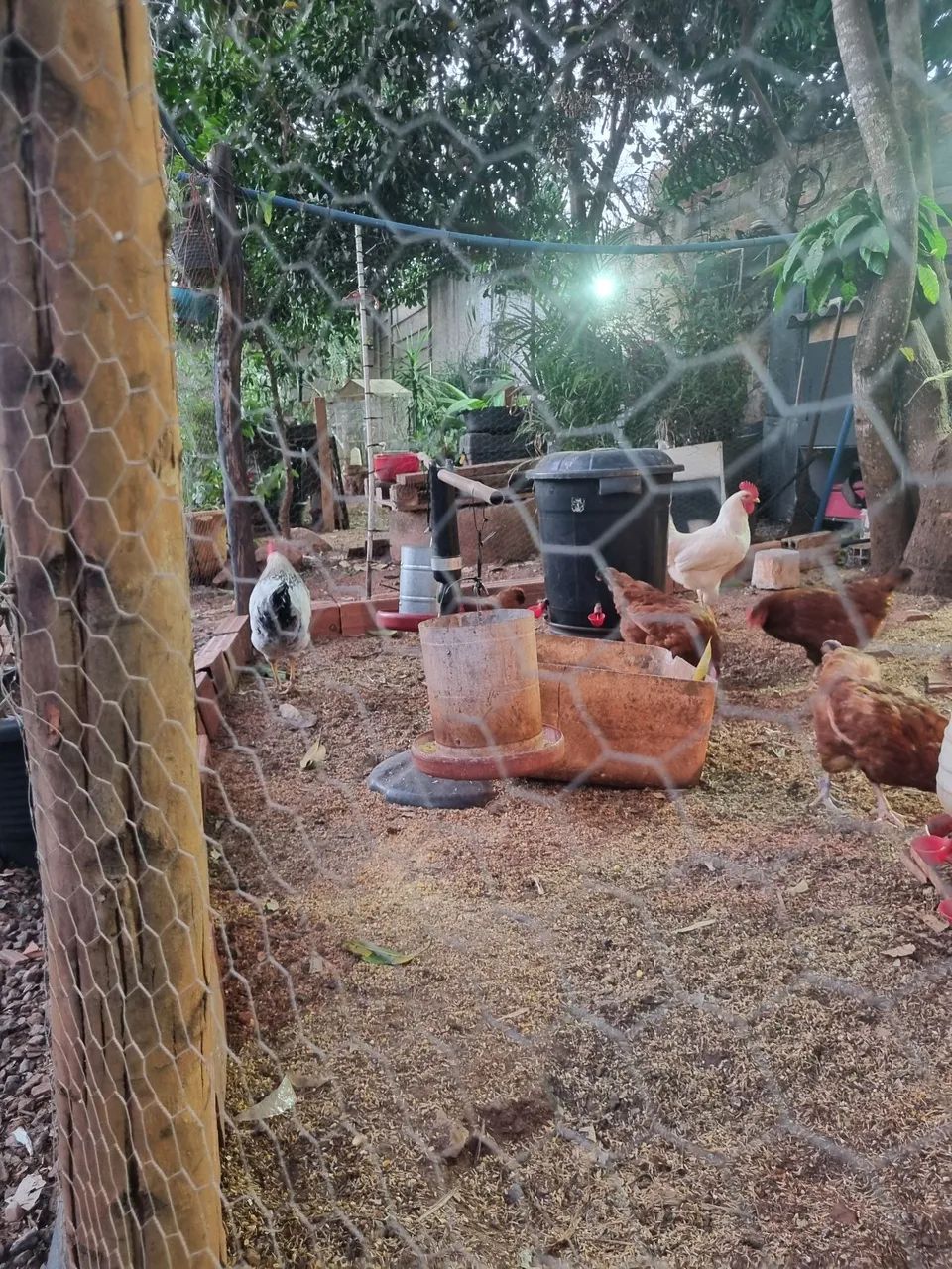 ? Lote de Aves Diversificado - Galinhas, Frangos, Galo e Pintinhos (Desconto no Lote)<br>