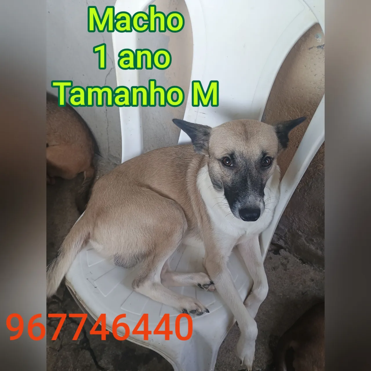 Cachorro Macho - 1 ano - Tamanho M