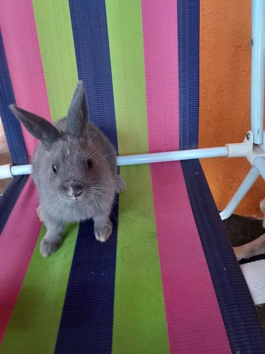 Coelho mininether - Foto 2