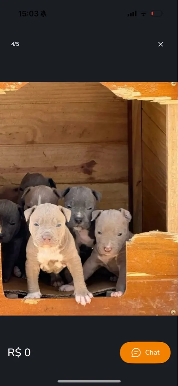 Filhotes de Pitbull para adoção