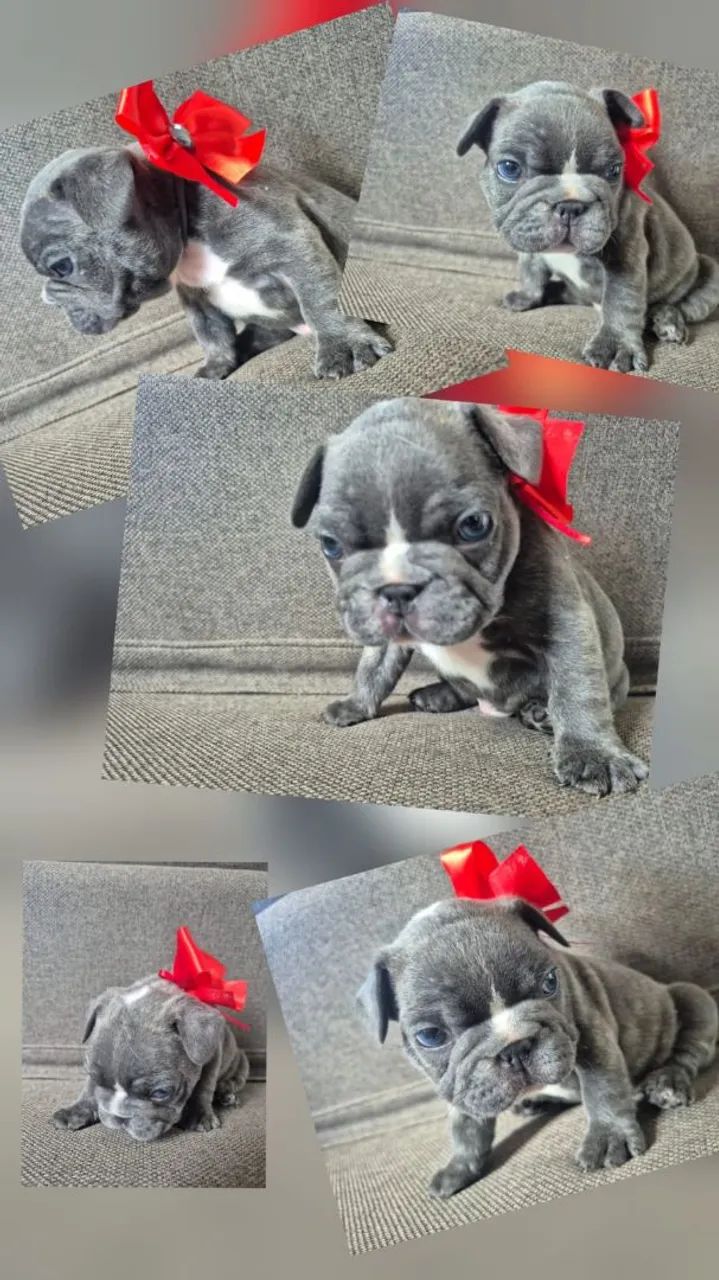 Vendo filhote de Buldogue Francês  - Foto 3