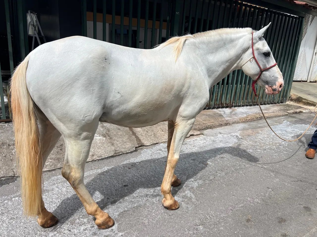 CAVALO INTEIRO COM 8 ANOS DE IDADE BEM TRATADO  - Foto 2