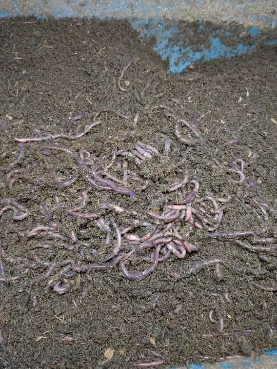 Minhocas para Compostagem
