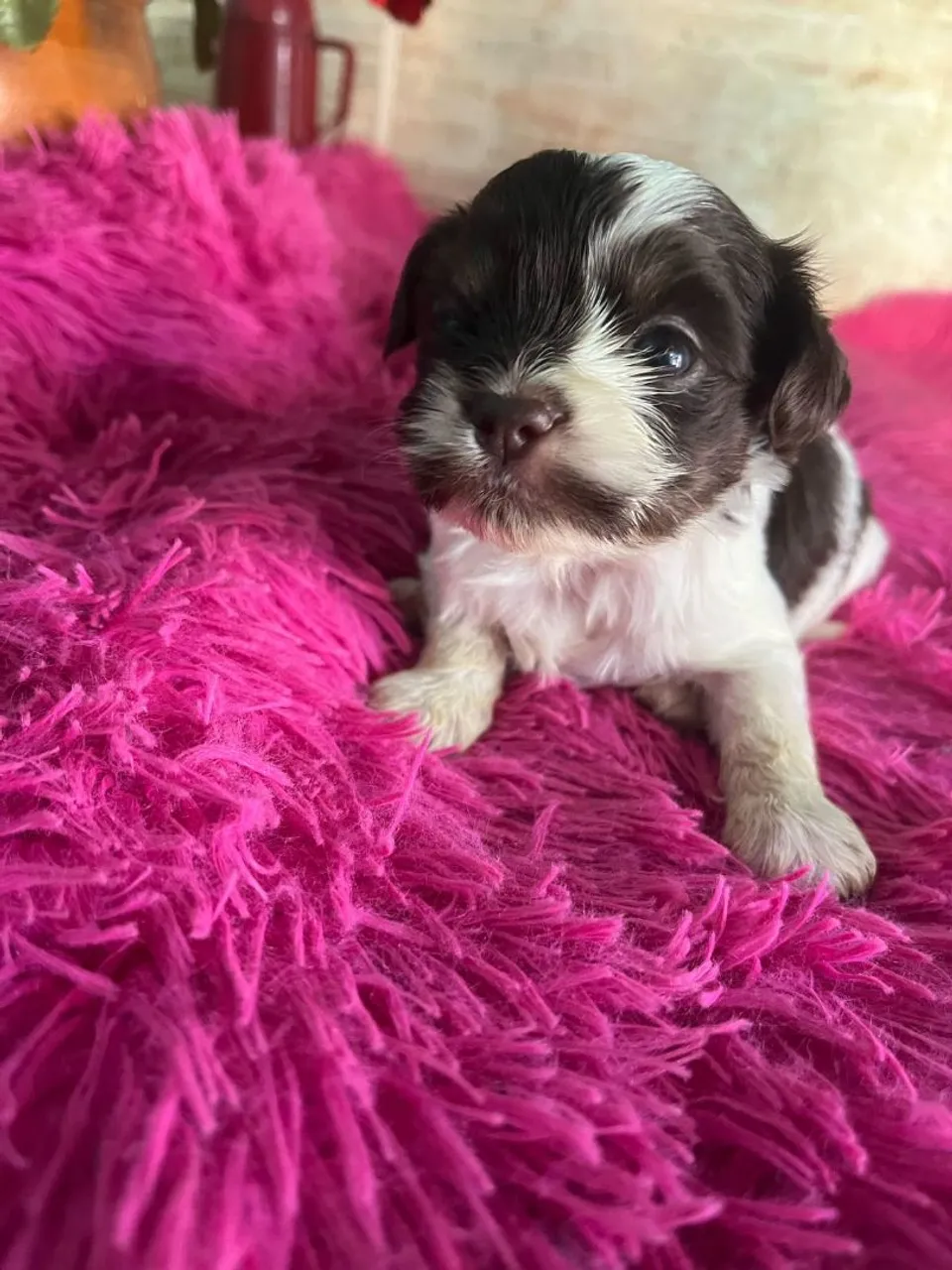 Filhote Shih Tzu - Lindíssimo
