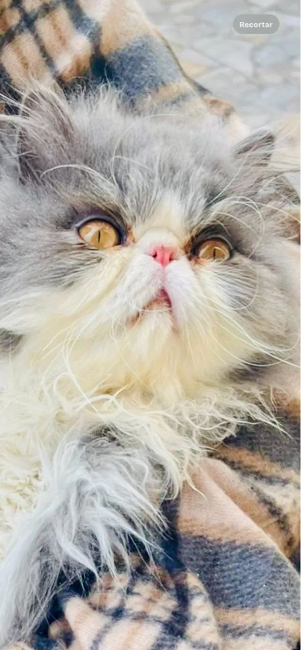 Lindíssimo persa bicolor 