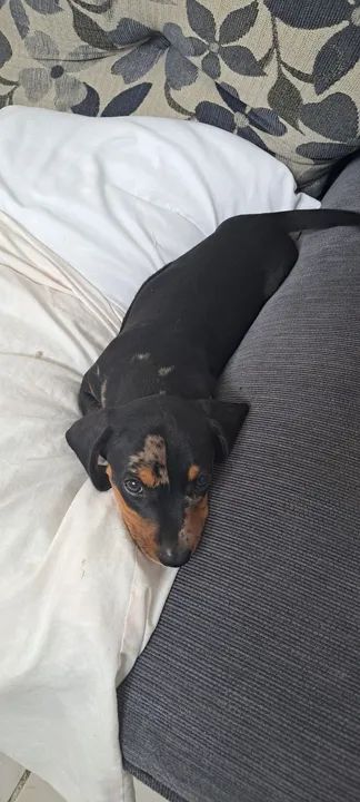 Filhotes de Salsicha, Dachshund, teckel, mini basset, salsichinha, linguiça  - Foto 3