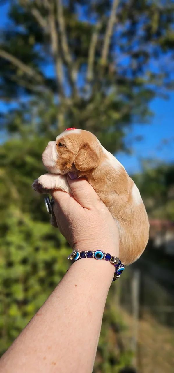 Bonequinha de Luxo - Cavalier - Foto 4
