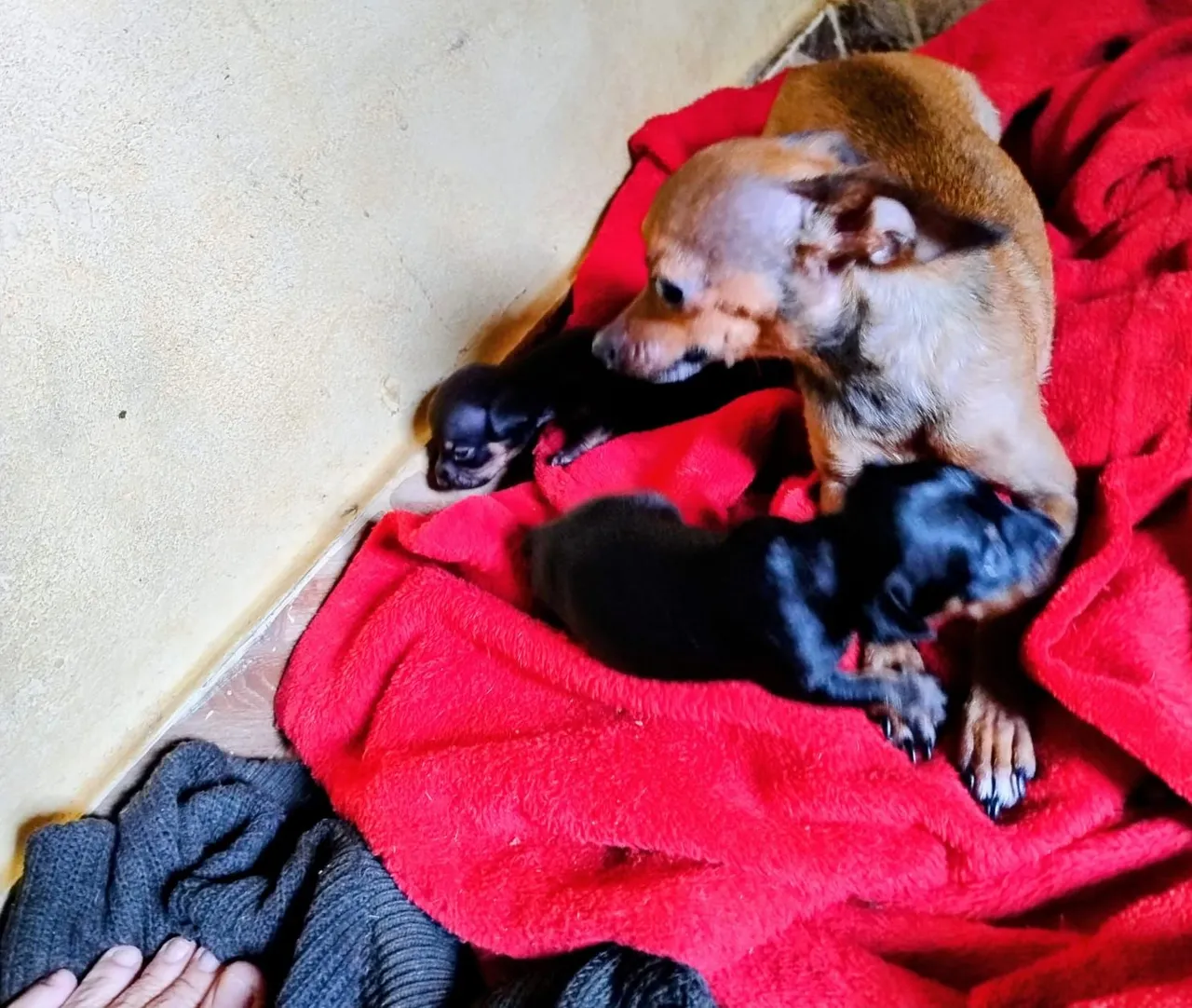 Filhotes de Pinscher disponíveis para adoção!