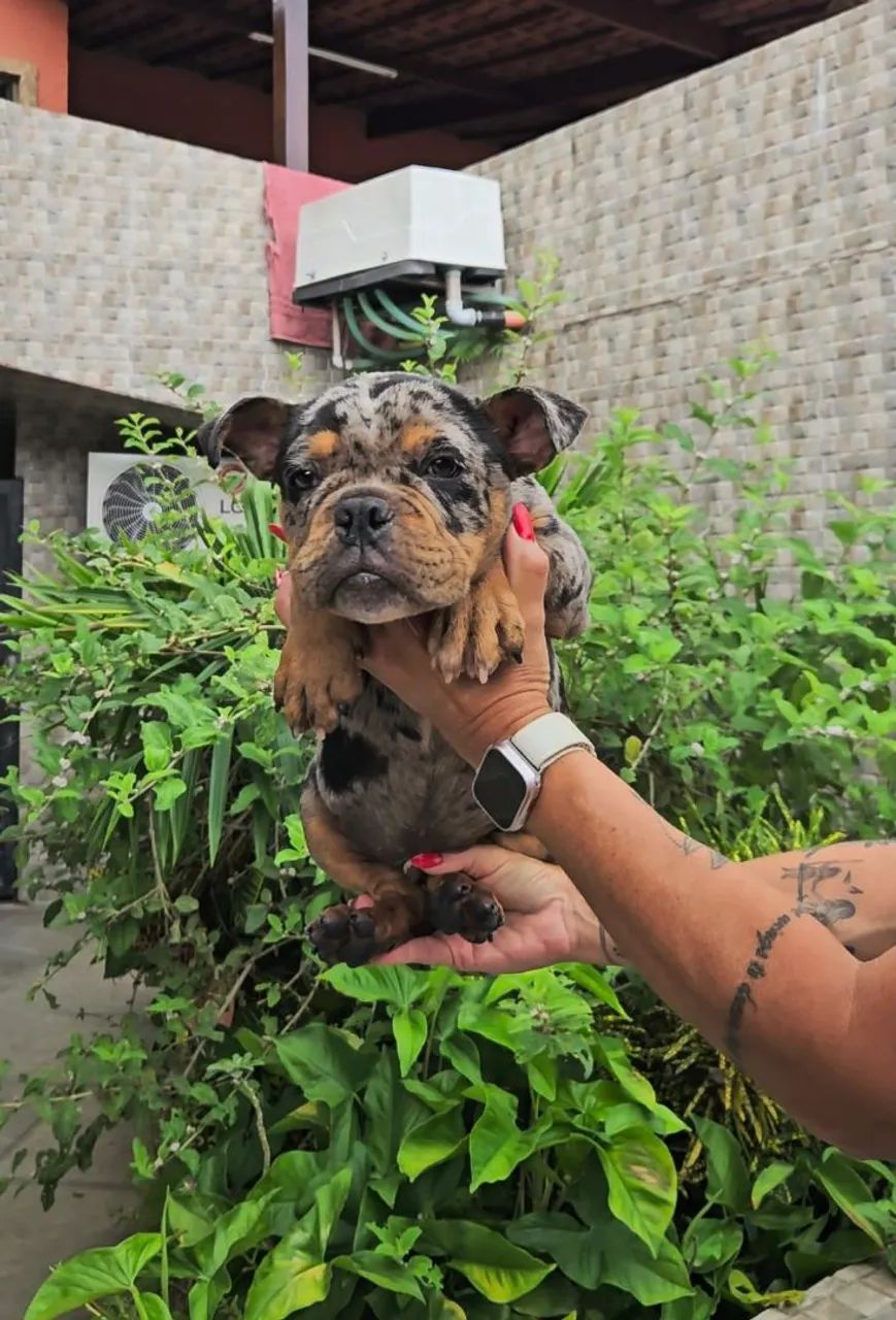American Bully Exótic 