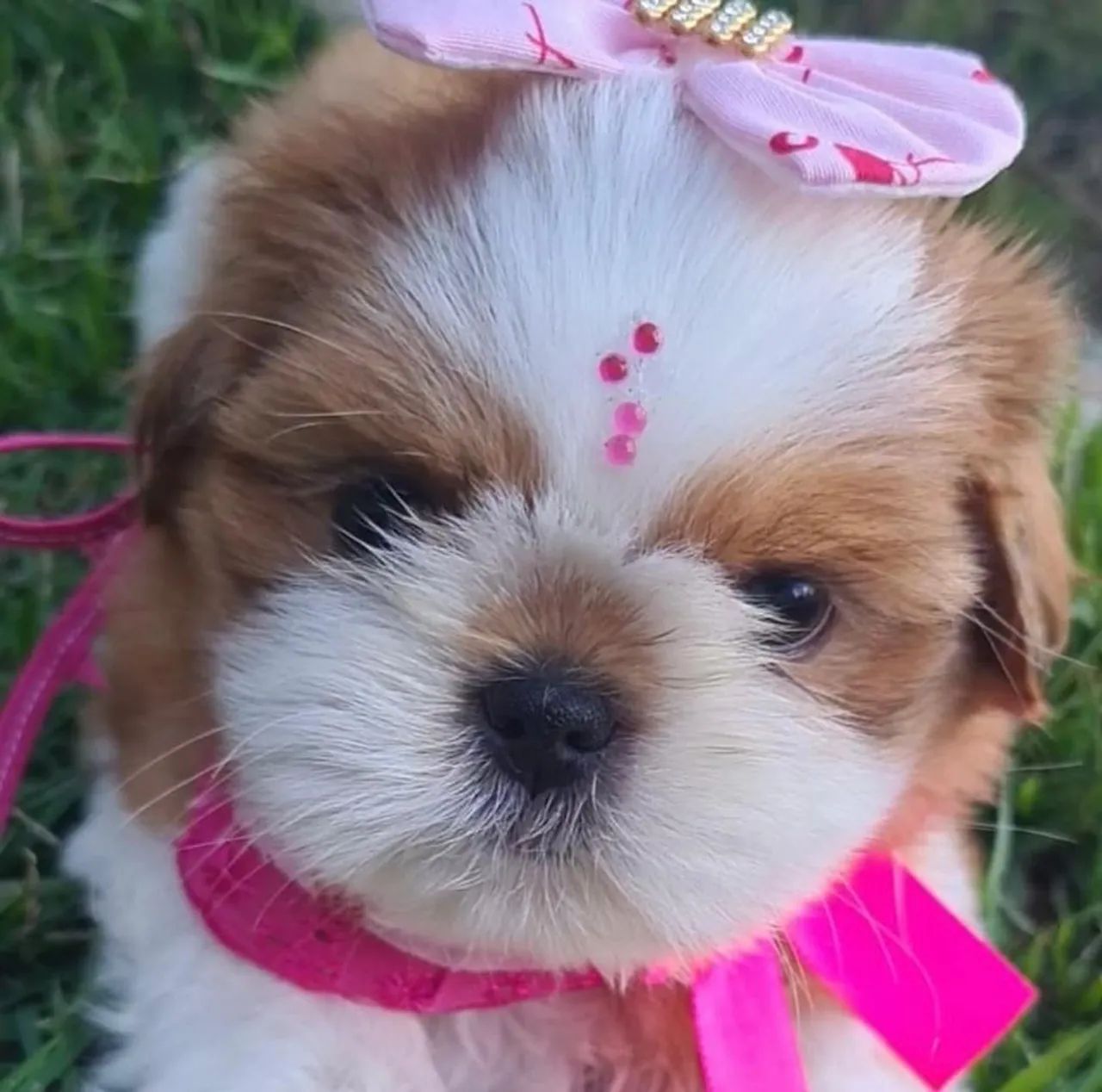 SHITZU FILHOTE FÊMEA