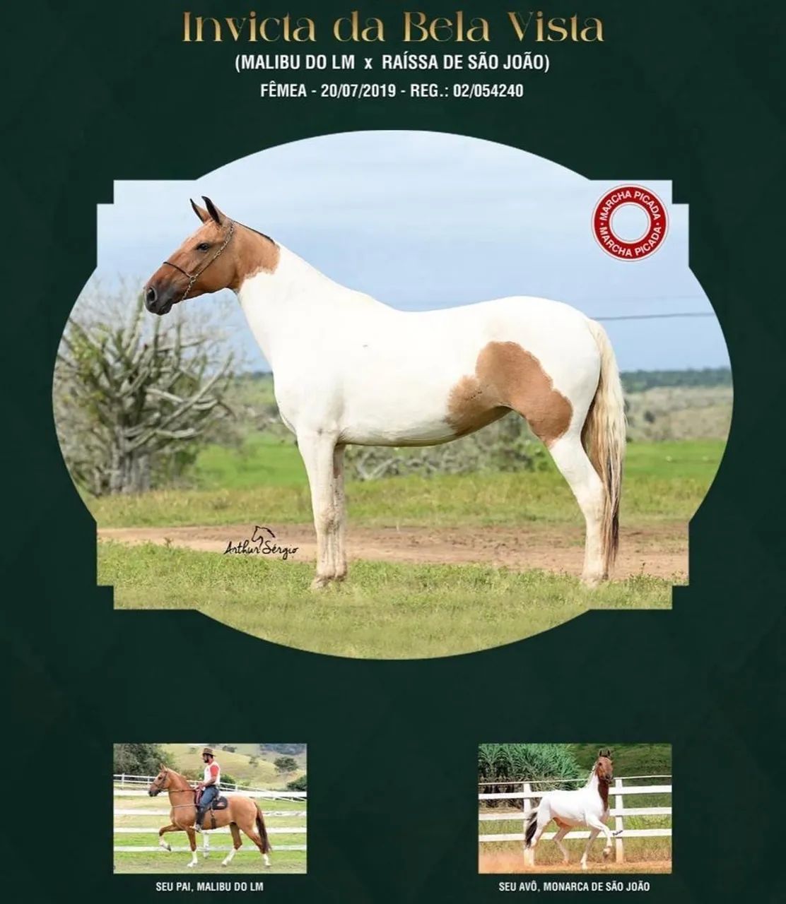 Cavalo / égua ( campolina marchador)