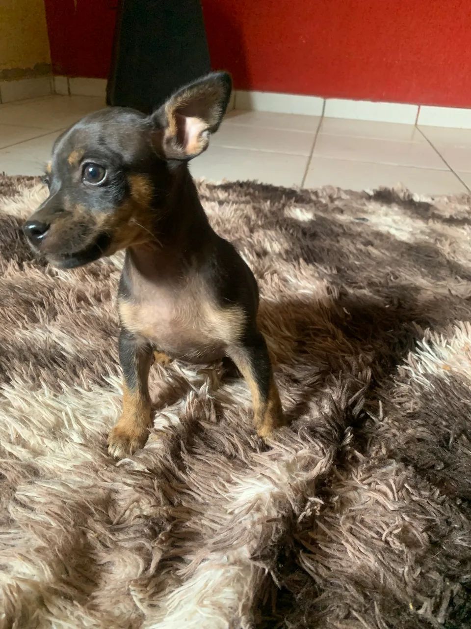 Pinscher Puppies Doberman Pinscher Olx Cachorros Pinscher Cachorros Setor  Jardim Imperial, Trindade, image size:960x1280
