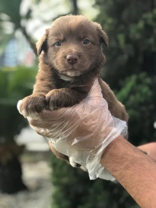 Border Collie Chocolate/Bluemerle/Redmerle - Assistencia veterinaria gratuita - Foto 2
