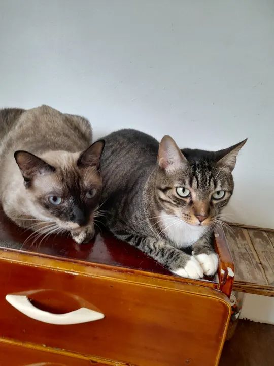 Casal de gatos  - Foto 3