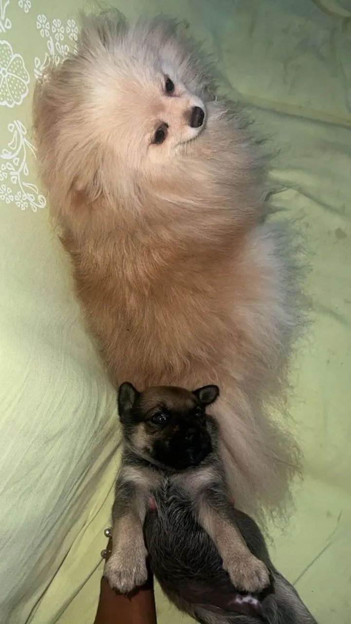 Lulu X pincher   180.00 - Foto 4