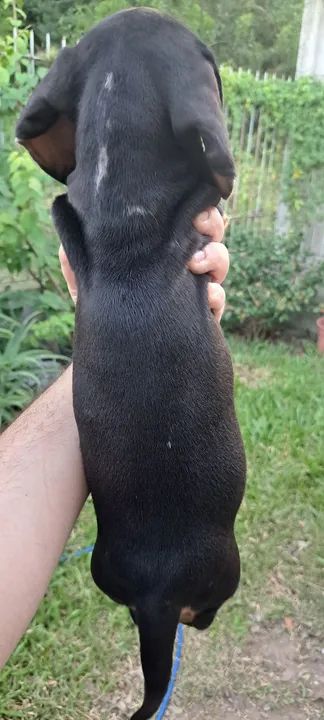 Filhotes de Salsicha, Dachshund, teckel, mini basset, salsichinha, linguiça  - Foto 2