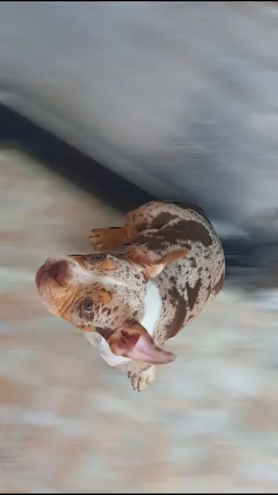 Américan Bully pocket fêmea chocolate MERLE pedigree OK  - Foto 2