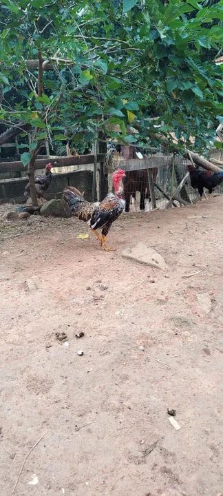 Galos e frangos região de Atibaia  - Foto 6