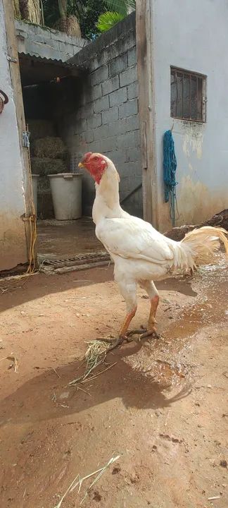 Galos e frangos região de Atibaia 