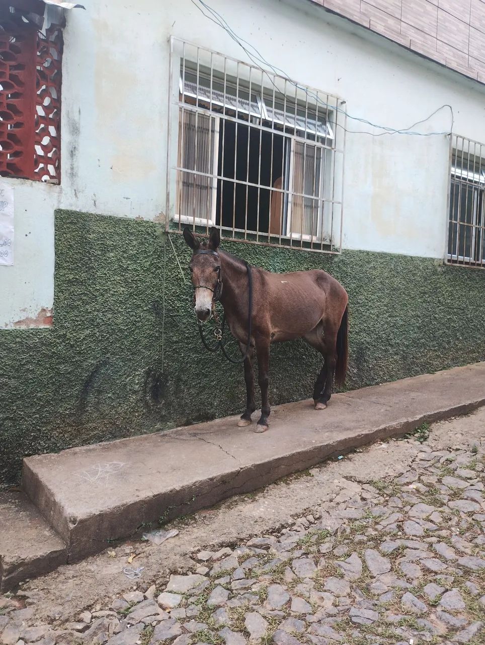 Mula de Marcha picada  - Foto 4