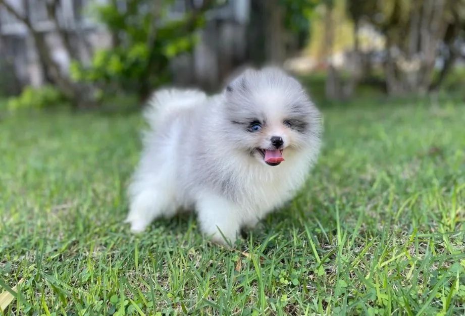 Ursinho Merle com Olhos Azuis Lulu da Pomerânia  - Foto 4