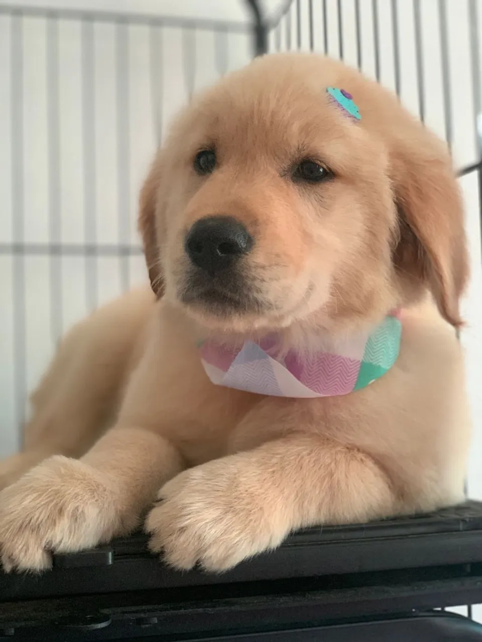 Filhote Golden Retriever fêmea 