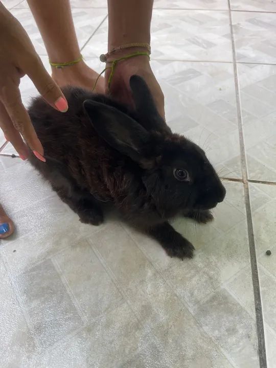 Coelhinhos Branco e Preto- Fofo e Carinhoso - Foto 5