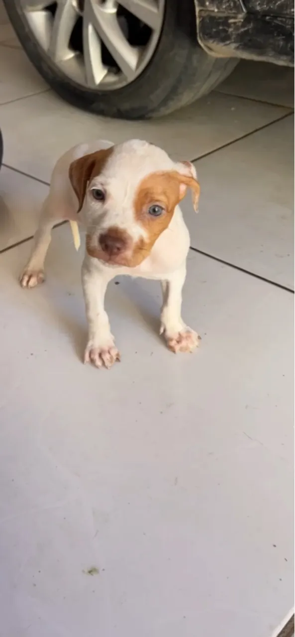 Filhote de Pitbull fêmea 