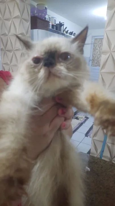 Vende-se gata persa - Foto 3