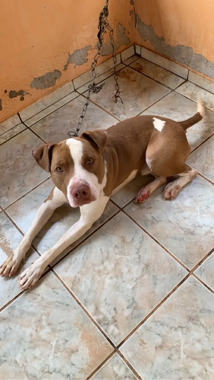 Doa-se lindo cachorro 