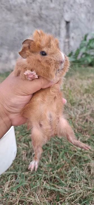 Porquinho da india  peludinho  - Foto 3