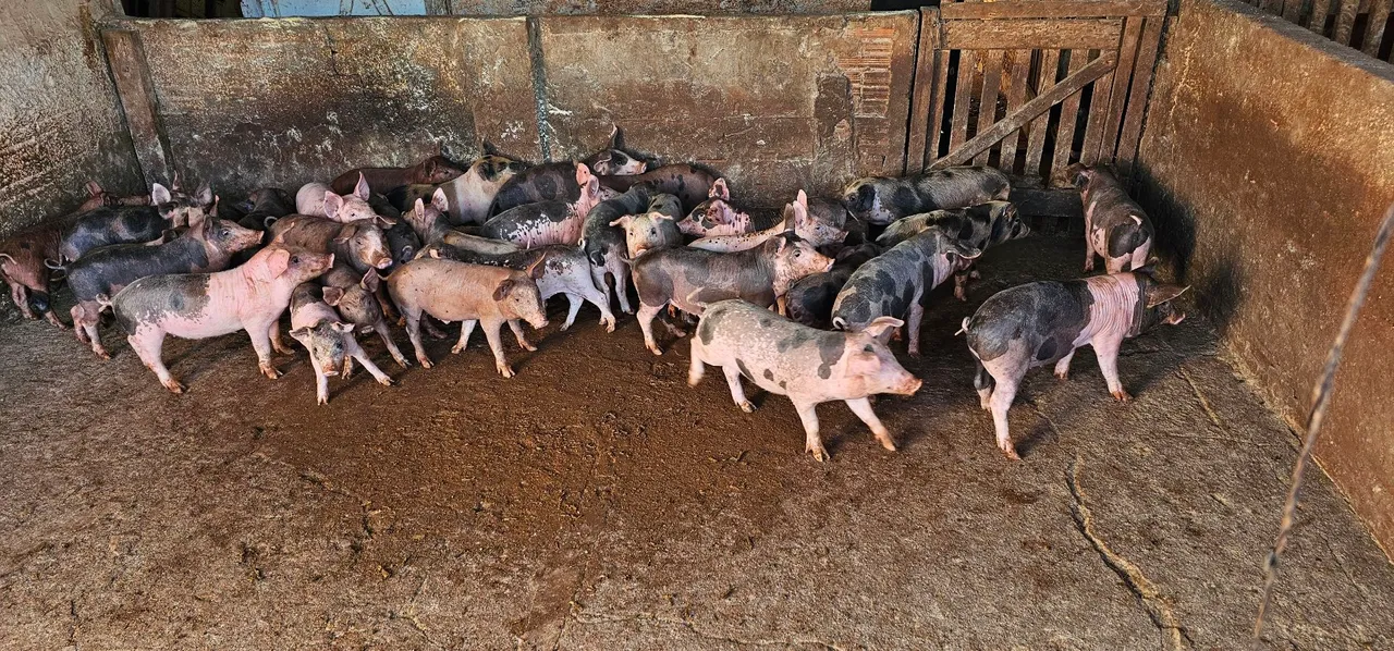Leitões para venda