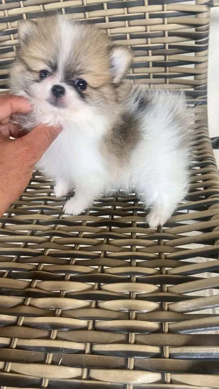 Spitz alemão  - Foto 3