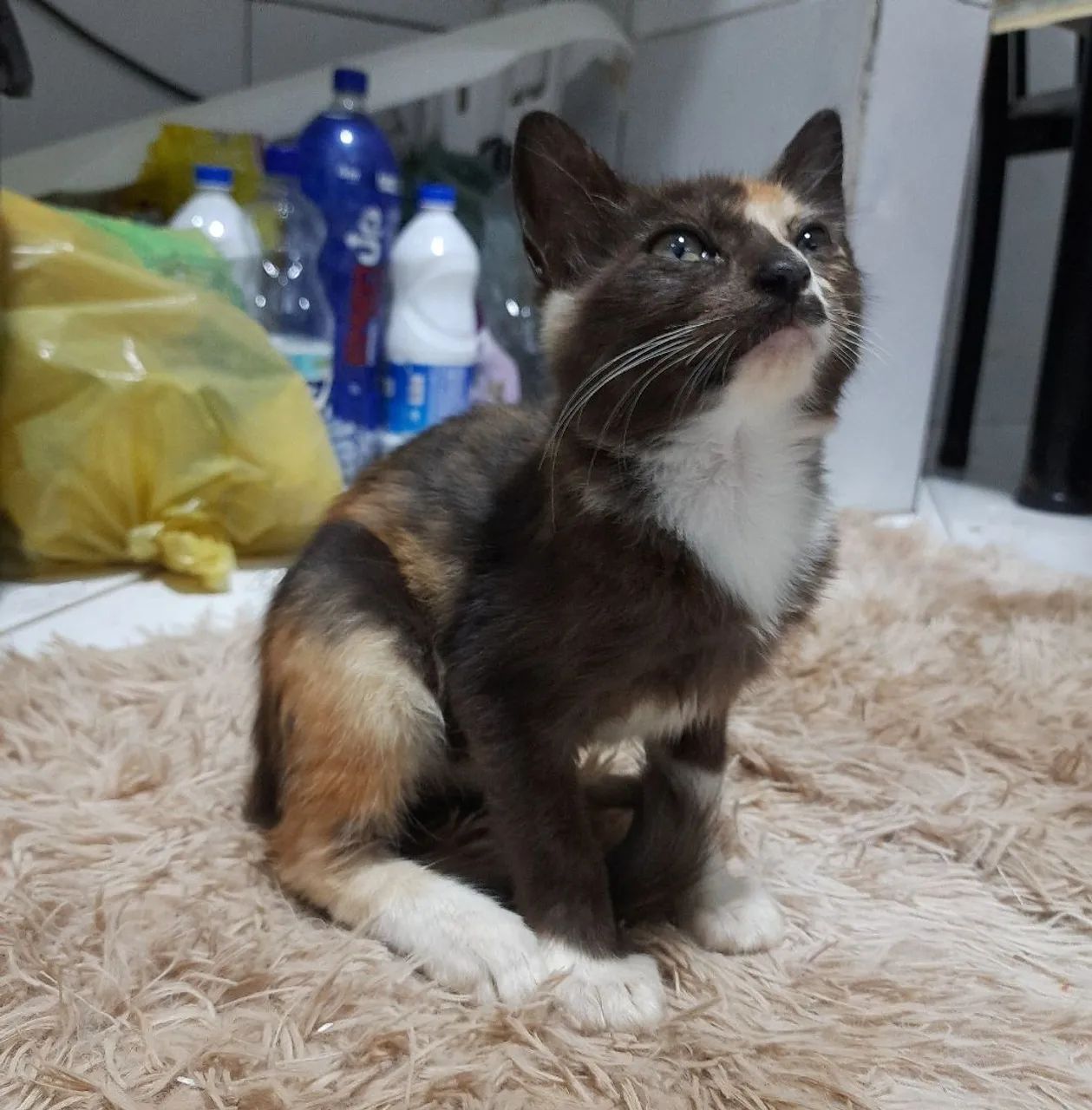 doação gata filhote - leia a descrição - Foto 3