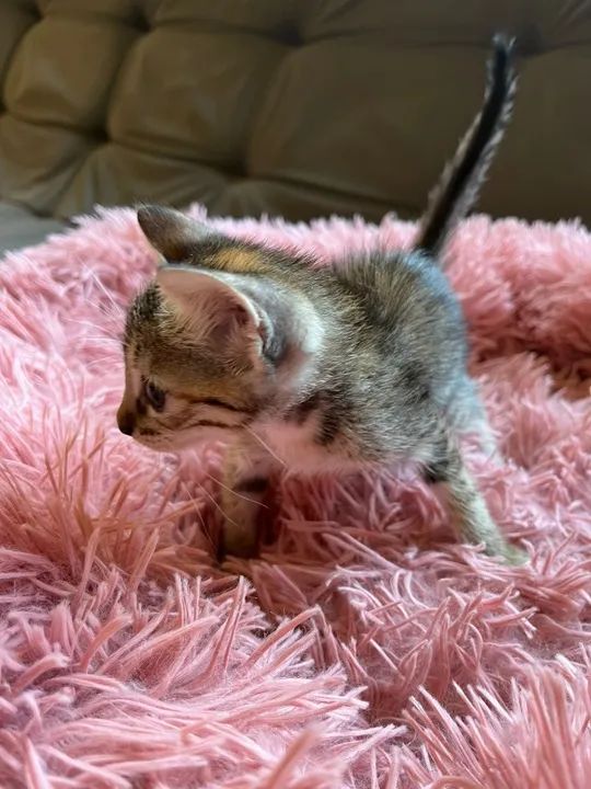 ADOÇÃO DE GATINHOS - Foto 5