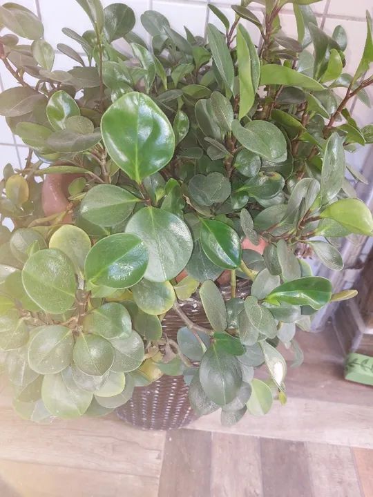 vendo vaso grande de peperômia