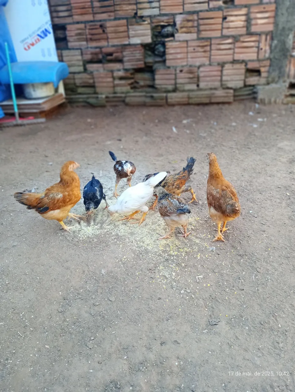 Galos e galinhas caipiras