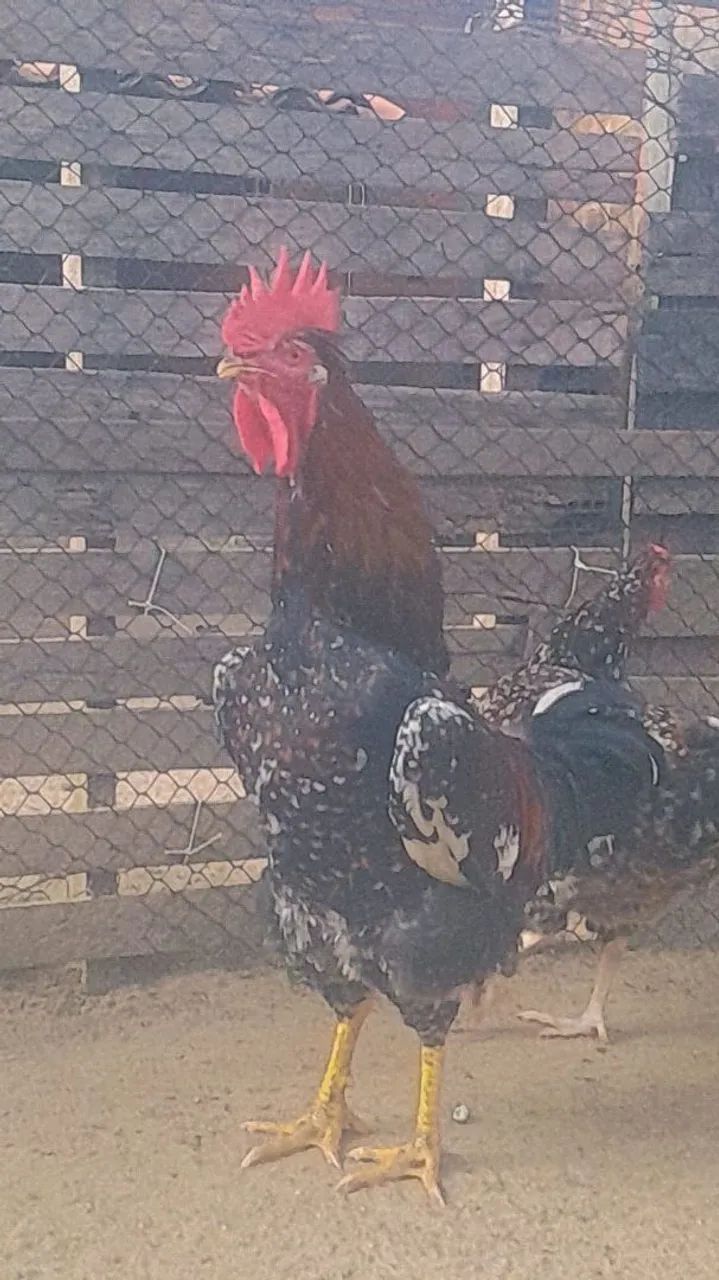 Galos de Raça, GSB, novos!