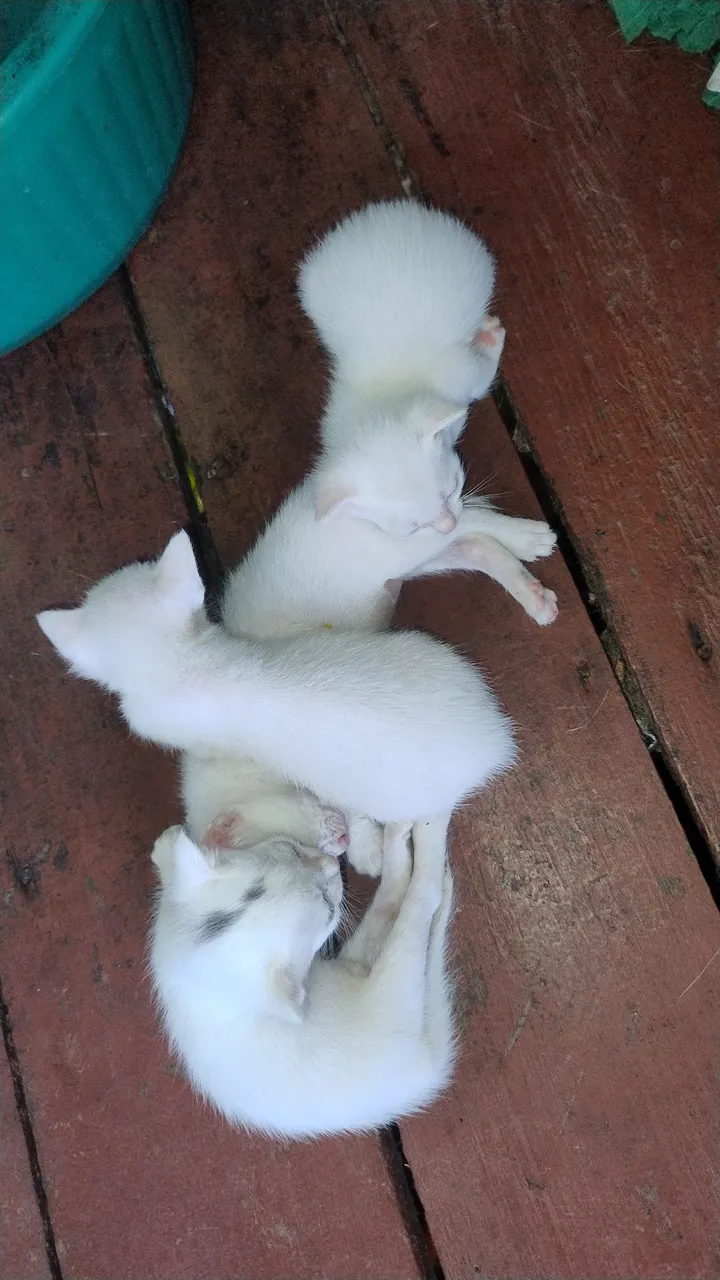Filhotes de Gato Brancos para Adoção