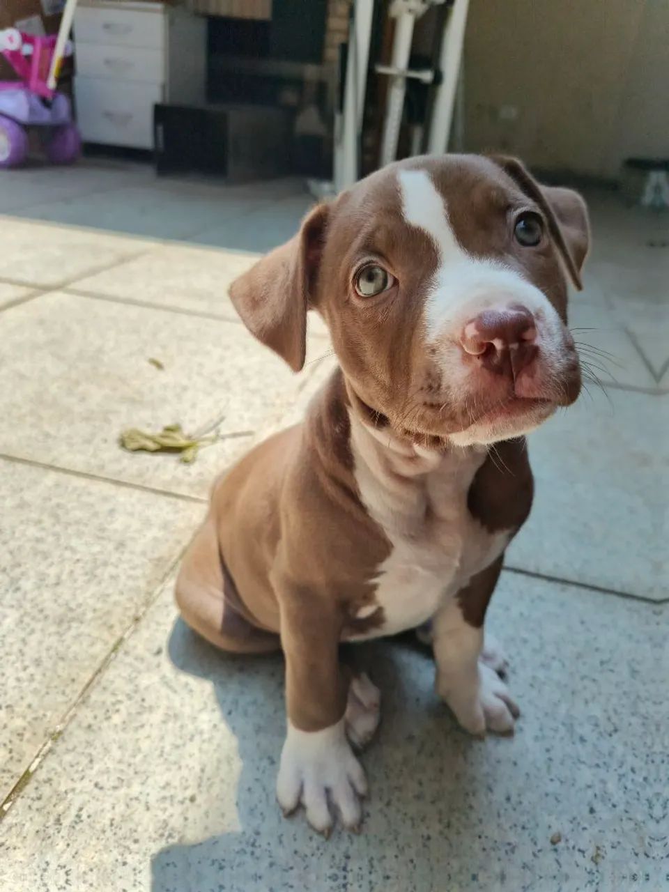 Doação filhote de Pitbull com American