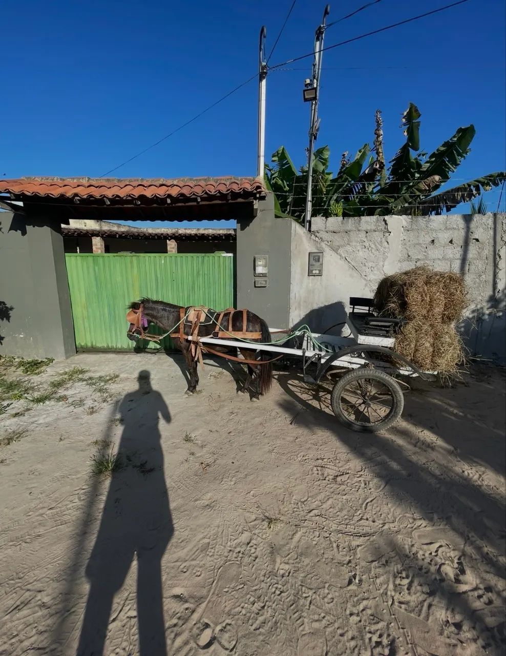 Pônei parida de fêmea com charrete nova - Foto 4