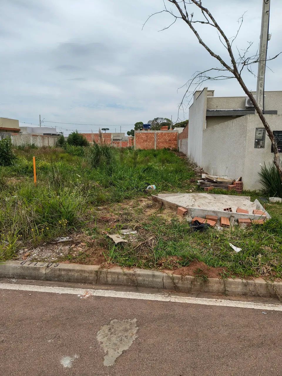 Foto - Araucária - Boqueirão