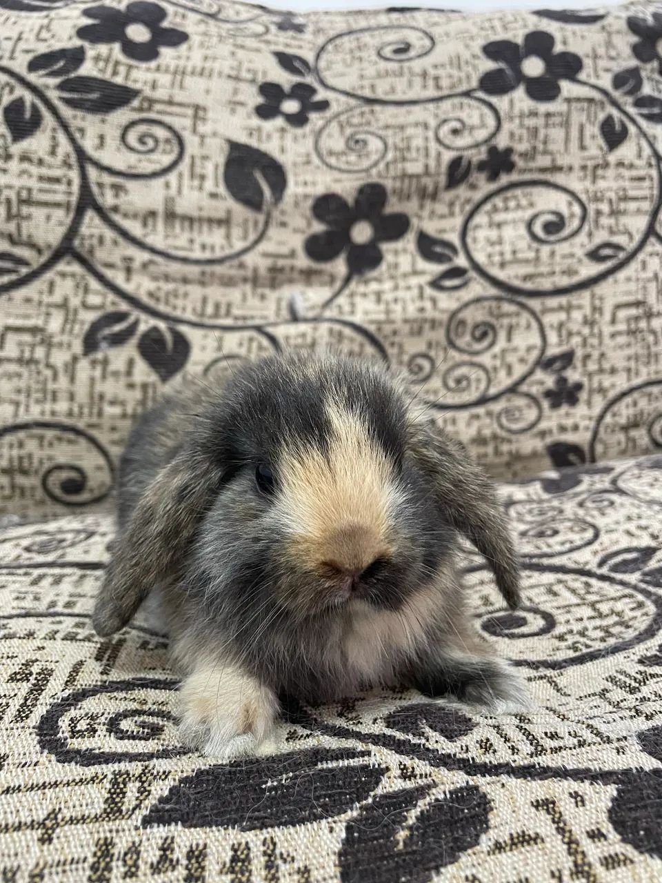 Mini lop filhotes - Foto 5