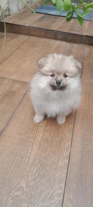 Filhote de spitz alemão anão  - Foto 5