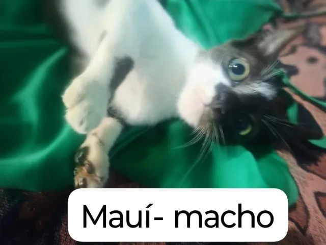 Gatinhos para adoção responsável  - Foto 2