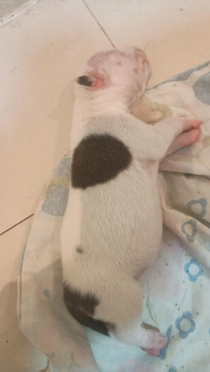Filhote de Pit Bull American Terrier